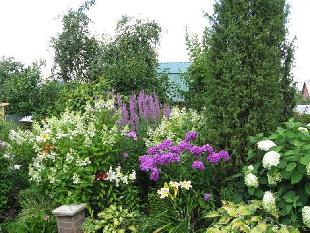 IMG 1879Дербенник