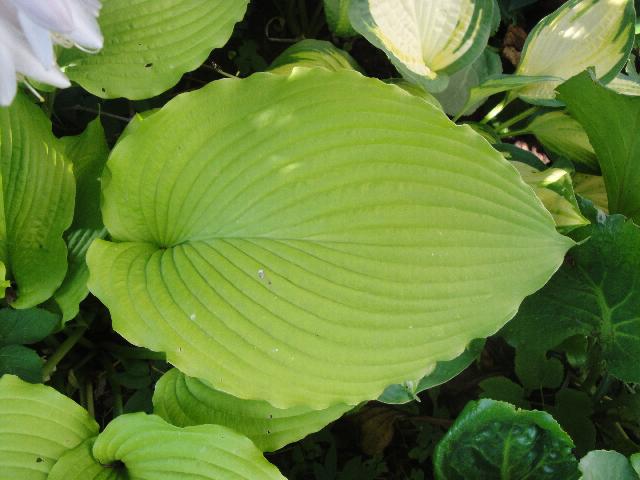 DSC00581
