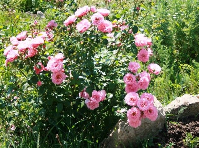 Mein schöner Garten куст1
