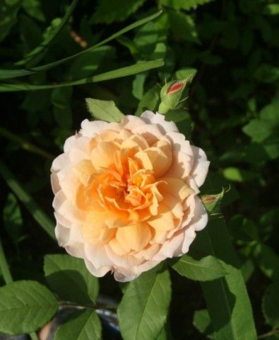 Grace
