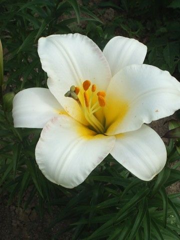 Upfacing white