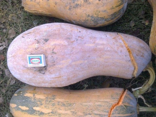 Тыква Мускатная 2012 11 05  2