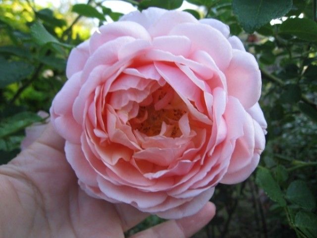 Elizabeth Stuart 2