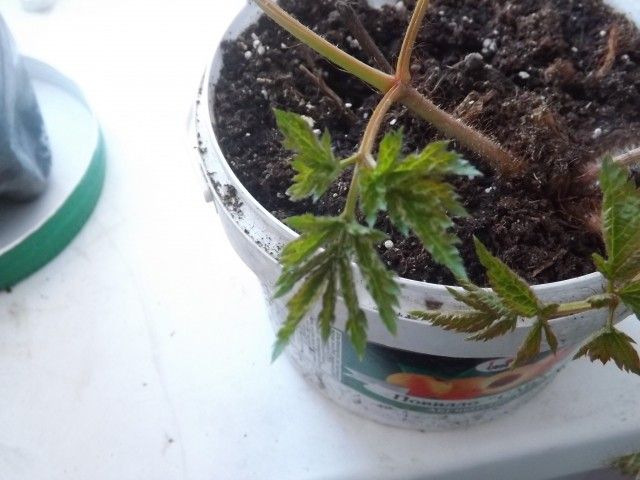 фото из фотика 227