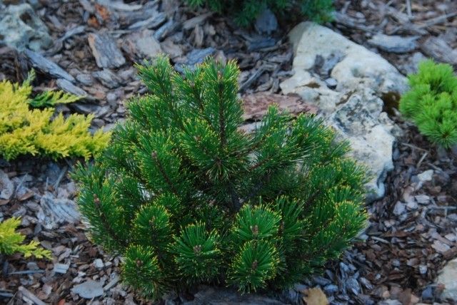 Pinus mugo Dikobraz