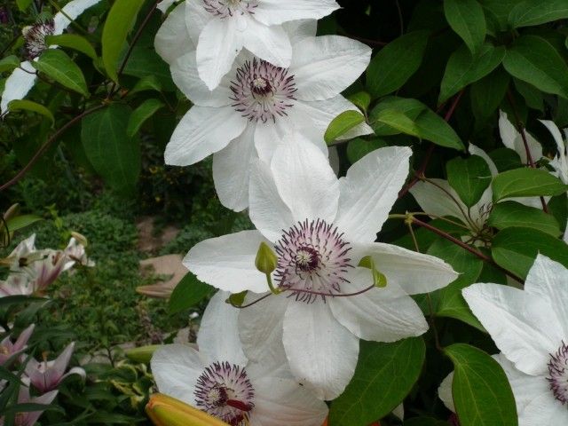 P1010168