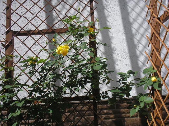 P1010418