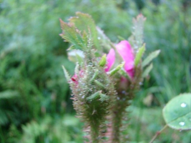 DSC02195