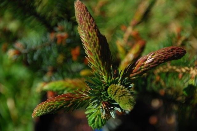Picea omorika Roter Austrieb