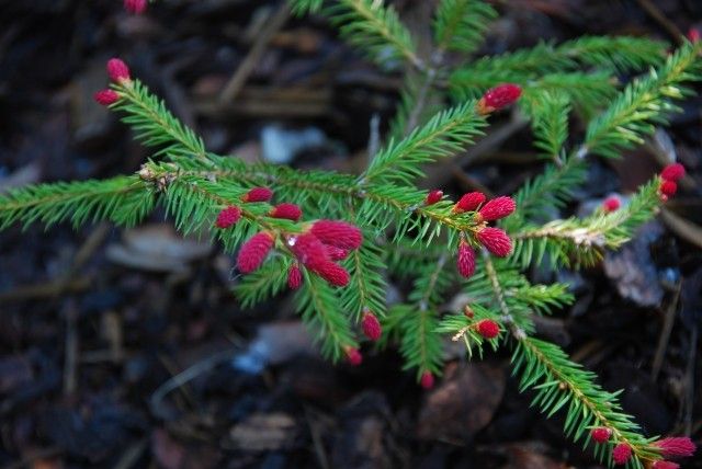 Picea abies Rydal