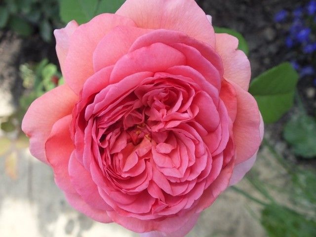 Princess Alexandra of Kent   3