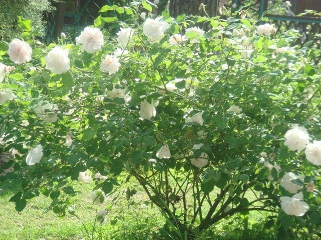 DSC00277
