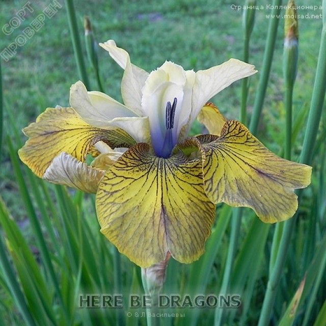 sibirskiy iris Here Be Dragons 5