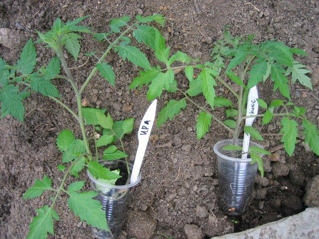 Изображение 003