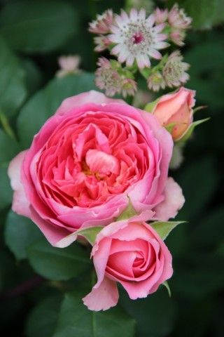 Amandine Chanel  3