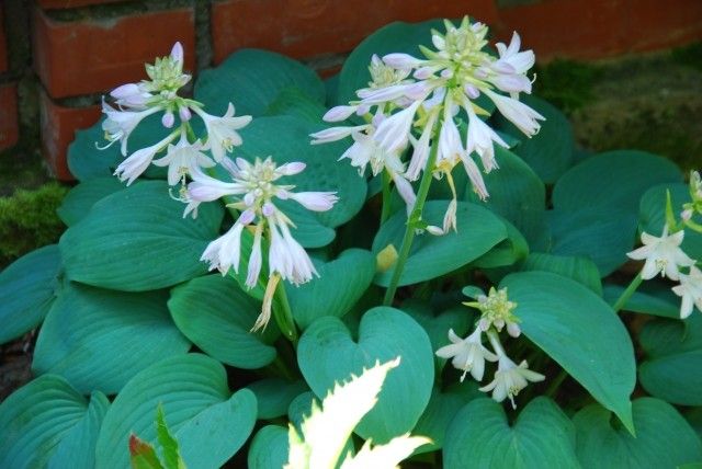 Hosta Fragrant Blue цветы  2