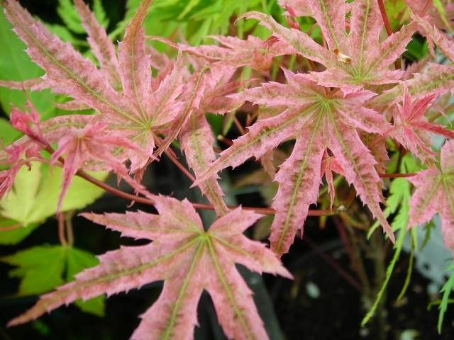 Acer palmatum Phoenix
