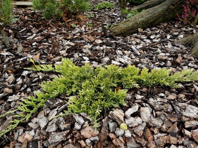 Juniperus horizontalis ‘Mother Lode’