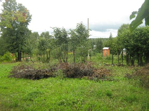 Пограничные липы   основа живой изгороди