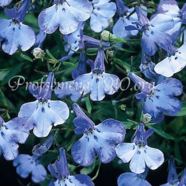 lobelia riviera blue splash 2