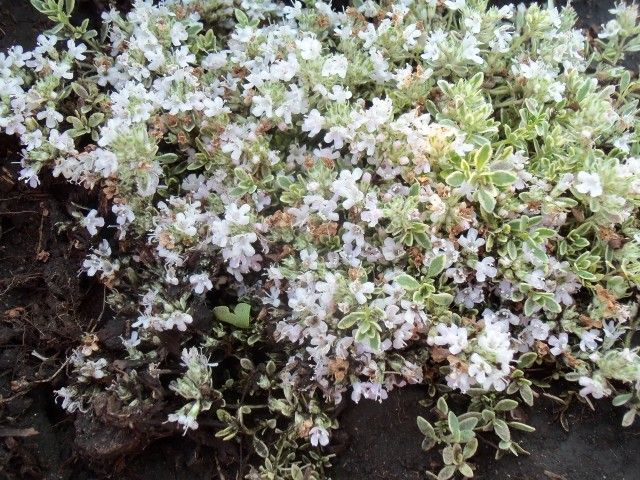 Изображение 065