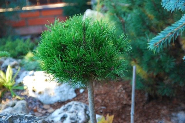 Pinus mugo Mihal 2011 год