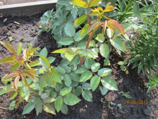 роза видимо дичка