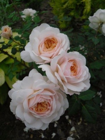 Crocus Rose6