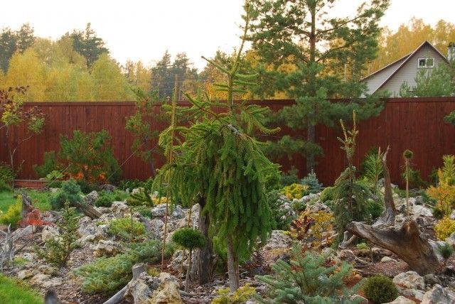 Picea abies Reflexa  2