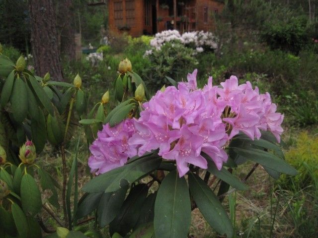 IMG 0691