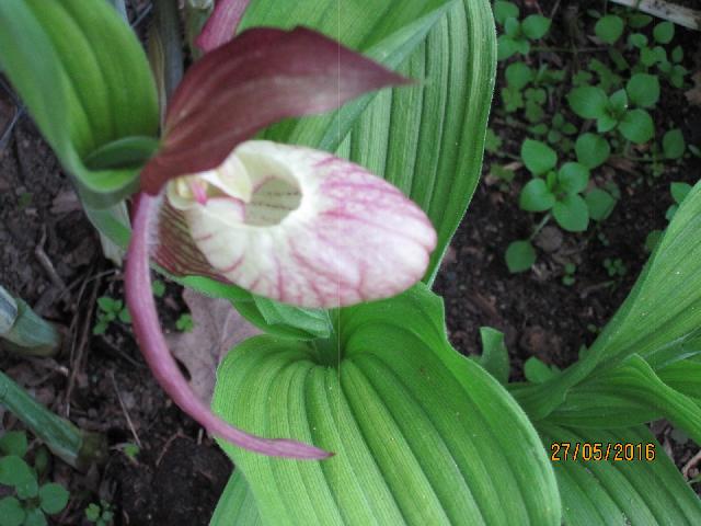 Циприипедиум