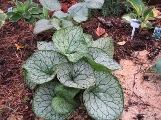 Brunnera 20Mr  20Morse