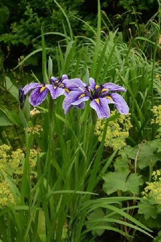 Принцесса Укока