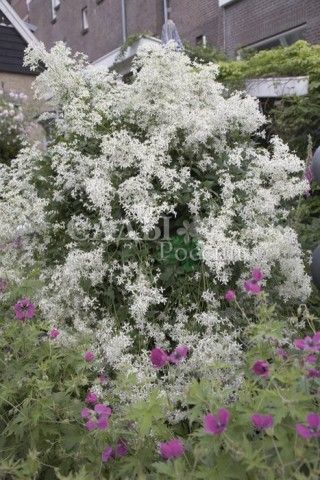 Клематис прямой Атропурпуреа