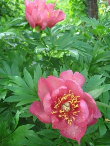 пересорт 2 куста