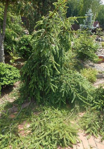 Picea abies Loreley7