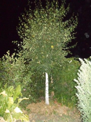 DSCN0039