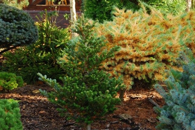 Abies koreana Oberon