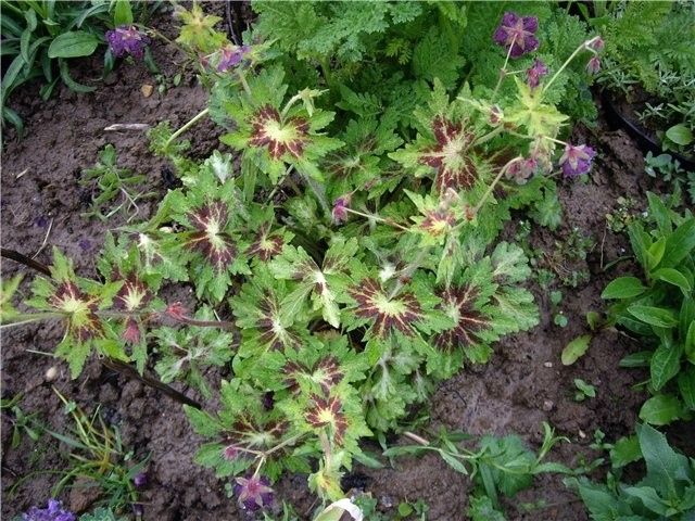 Geranium Springtime