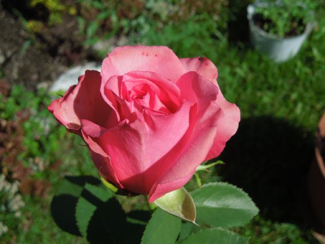 DSCN0603