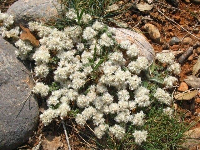 Paronychia Serpyllifolia jpg1