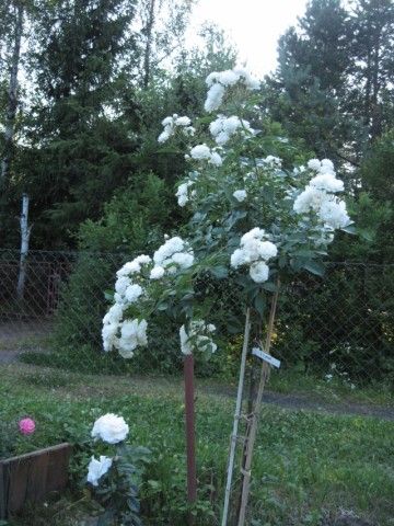 IMG 8807