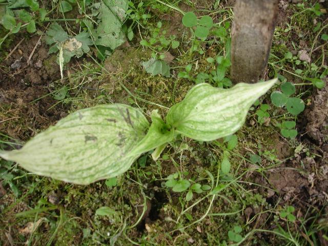 DSC07871