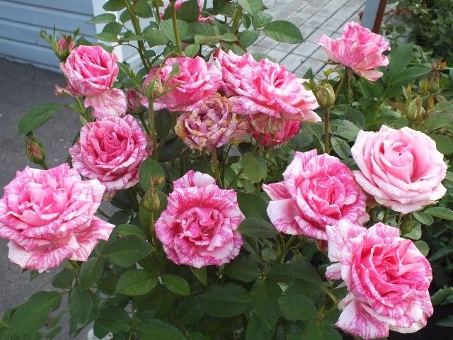 DSCF1473