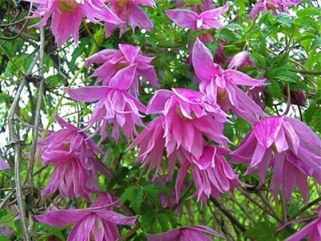 Clematis macropetala