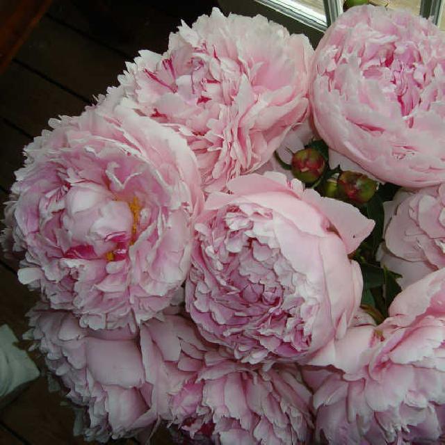 Пион Pink Giant