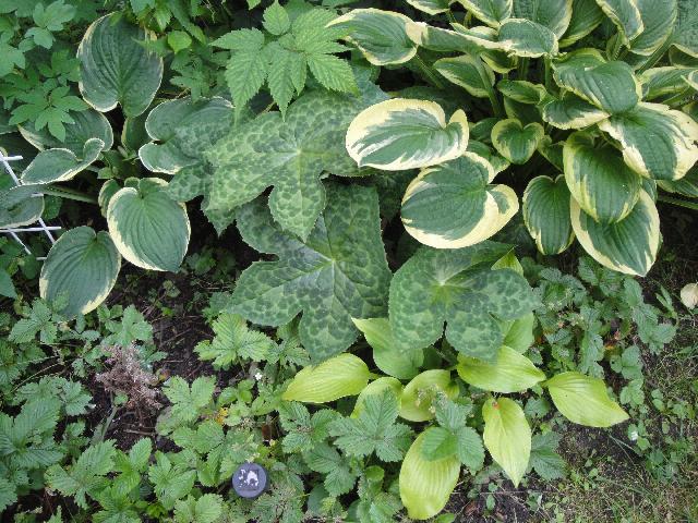 DSC08229