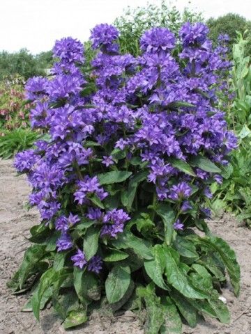 Campanula Freya