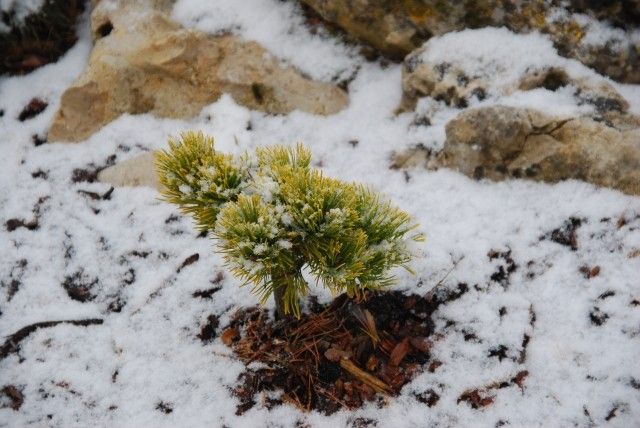 Pinus mugo Little Gold Star