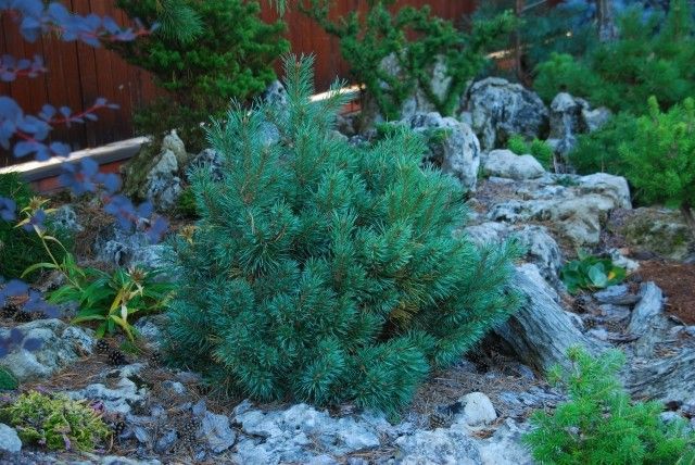 Pinus sylvestris Chantry Blue